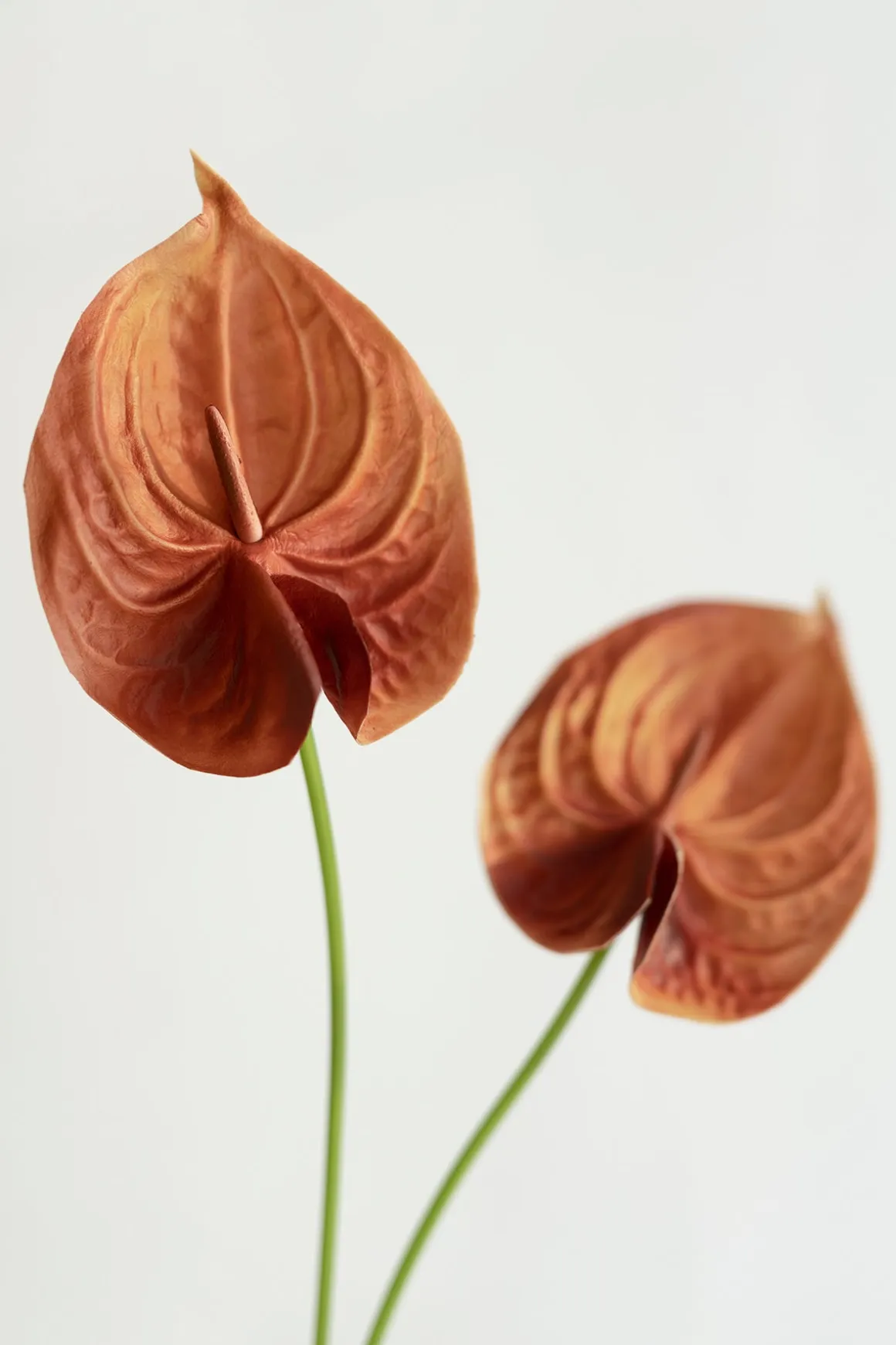 15" Anthurium Flowers with Stem