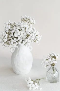 Baby's Breath