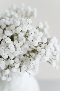 Baby's Breath
