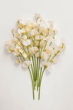 Cream Sweet Pea with Stem