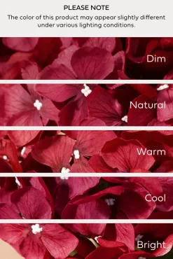 Hydrangeas with Stem - Black Baccara