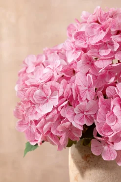 Hydrangeas with Stem - Blush-pink Heirloom