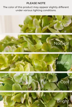 Hydrangeas with Stem - Kiwi Colada