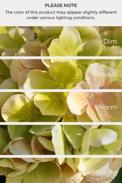 Hydrangeas with Stem - Light Green
