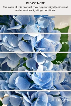 Hydrangeas with Stem - Sky Blue