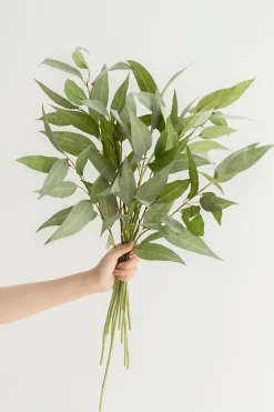 Long Leaf Eucalyptus Branches
