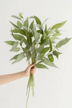 Long Leaf Eucalyptus Branches