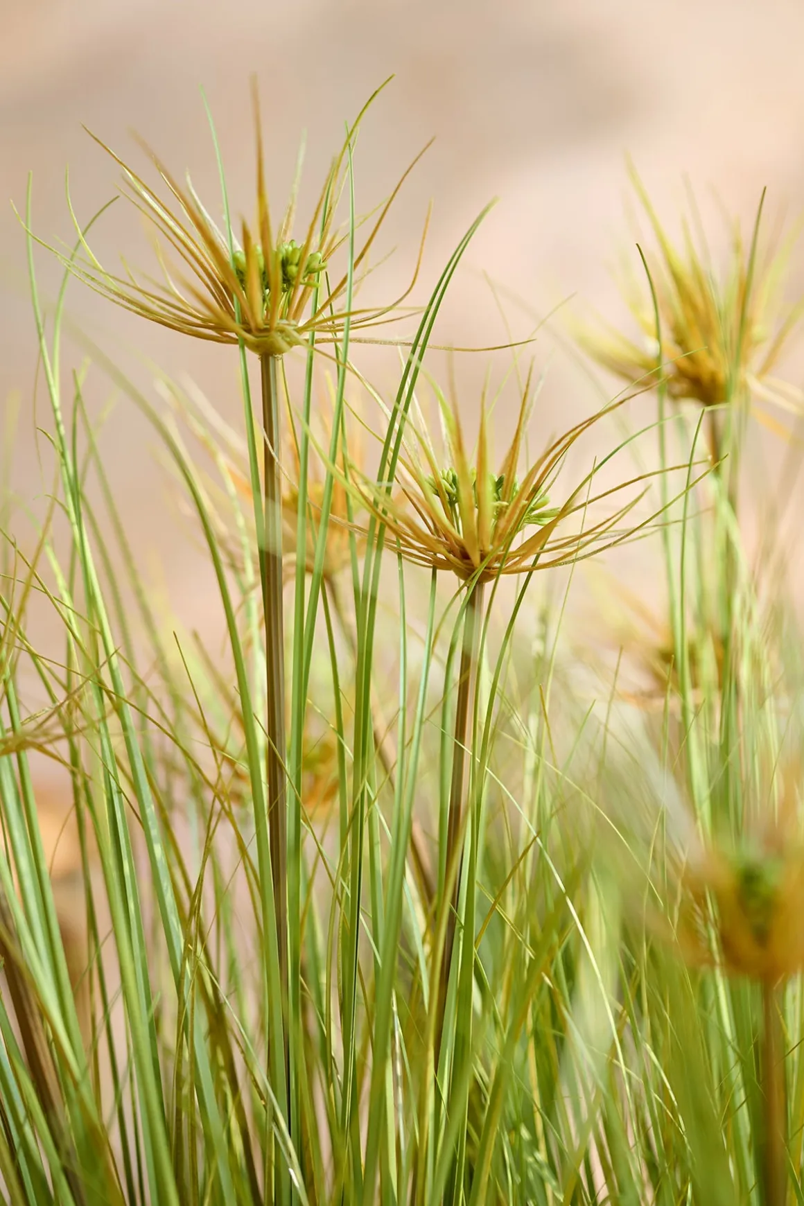 Lush Maiden Grass Meadow in Green | Clearance