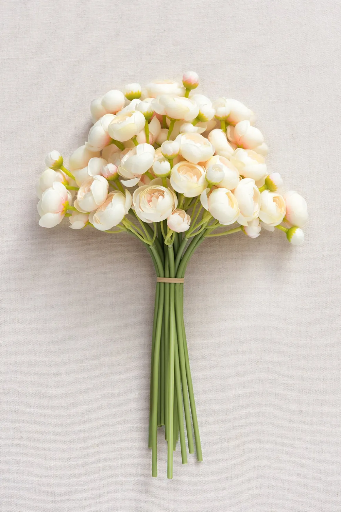 Ranunculus Flowers with Stem