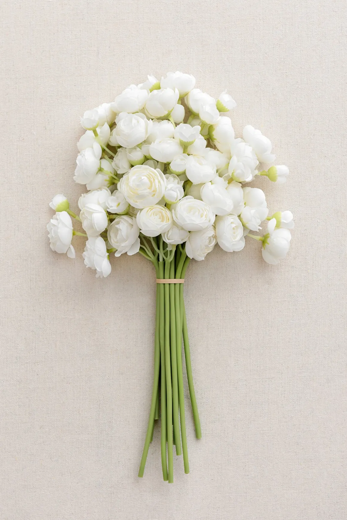 Ranunculus Flowers with Stem