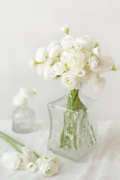 Ranunculus Flowers with Stem