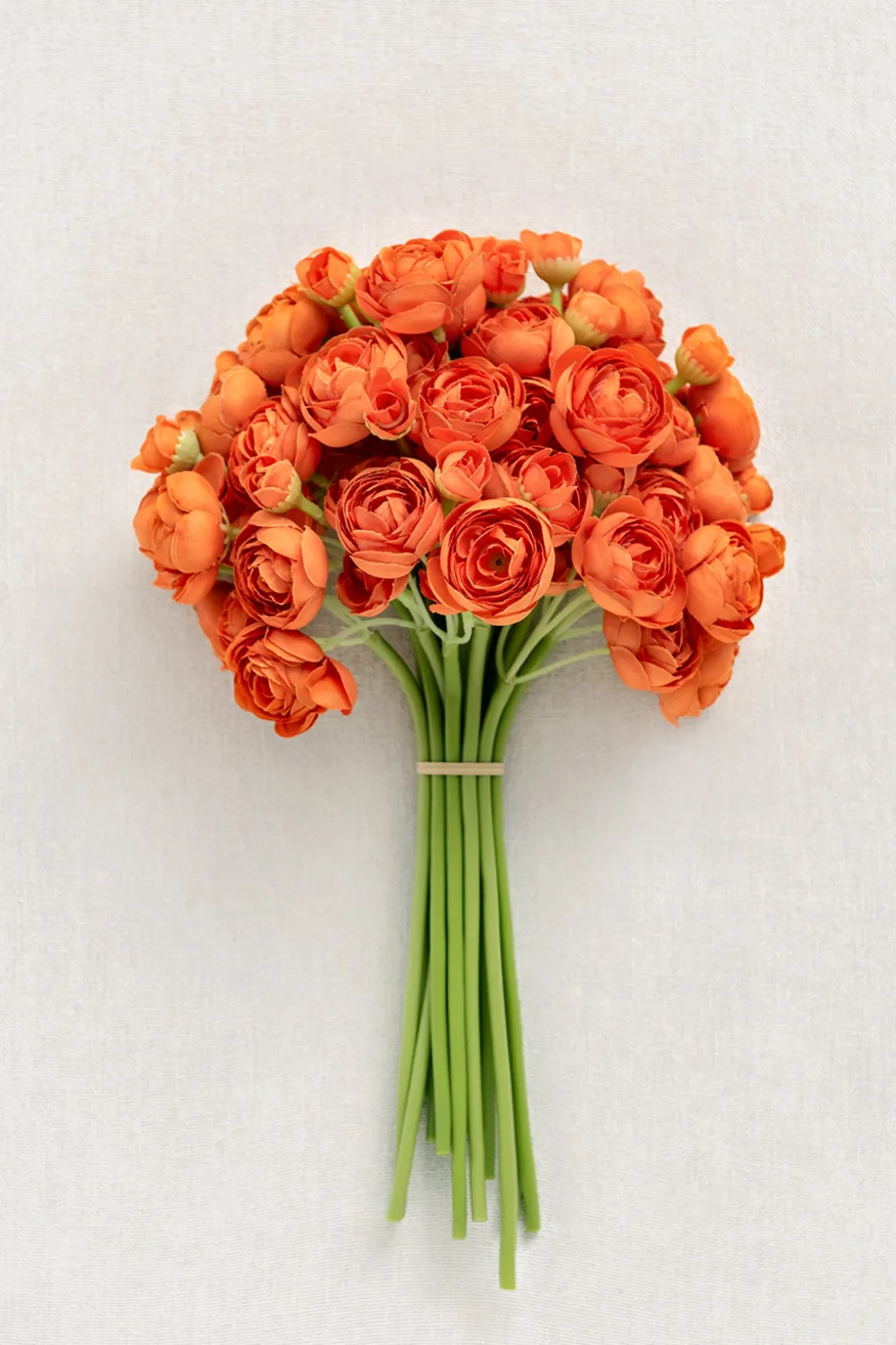 Ranunculus Flowers with Stem