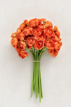 Ranunculus Flowers with Stem - Citrus Orange (18pcs)