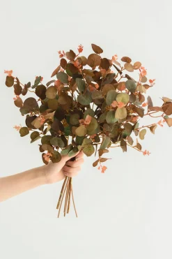 Terracotta Seeded Eucalyptus