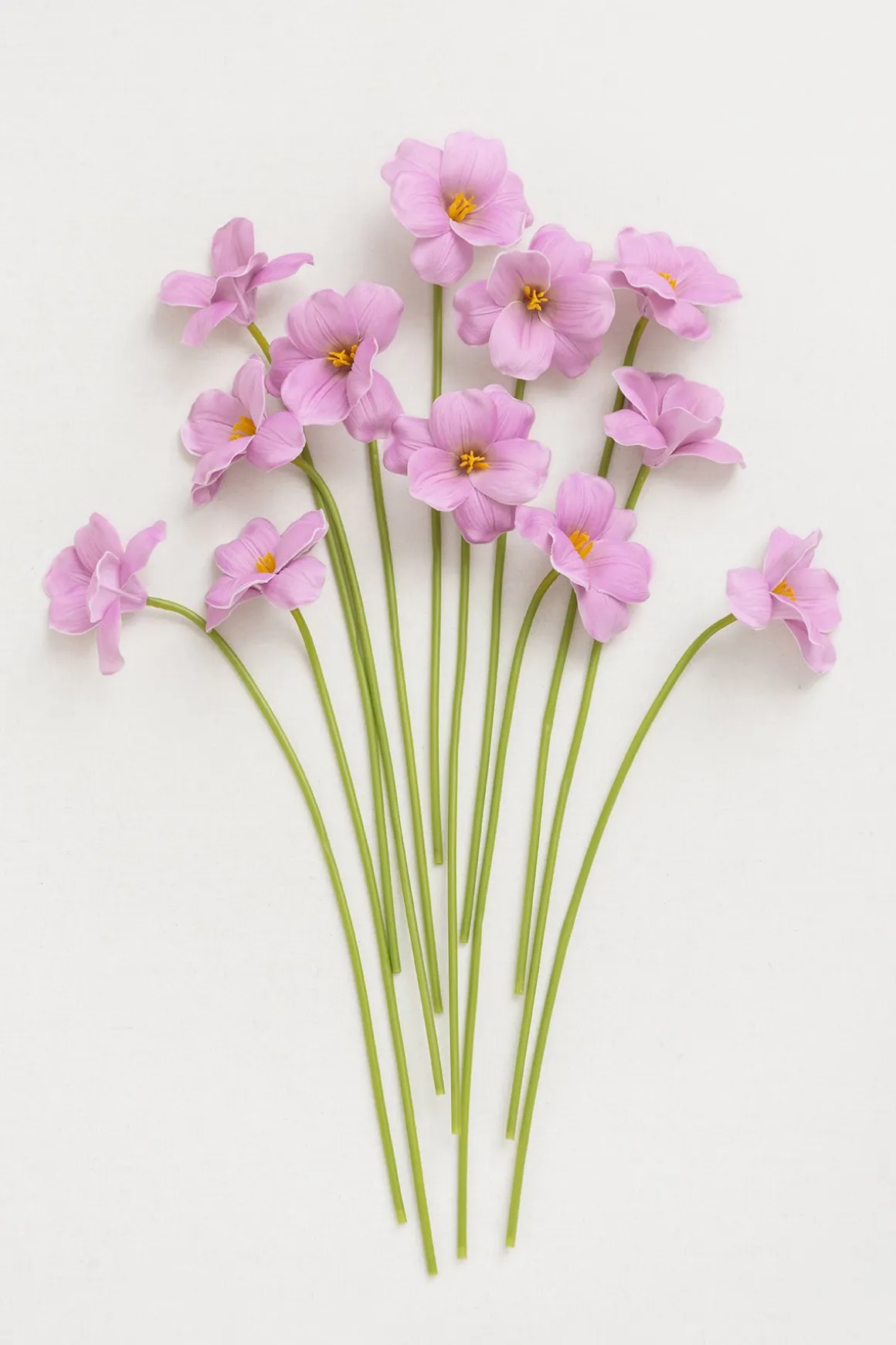 Tulips with Stem
