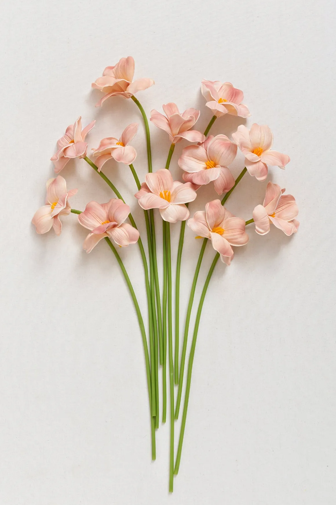 Tulips with Stem