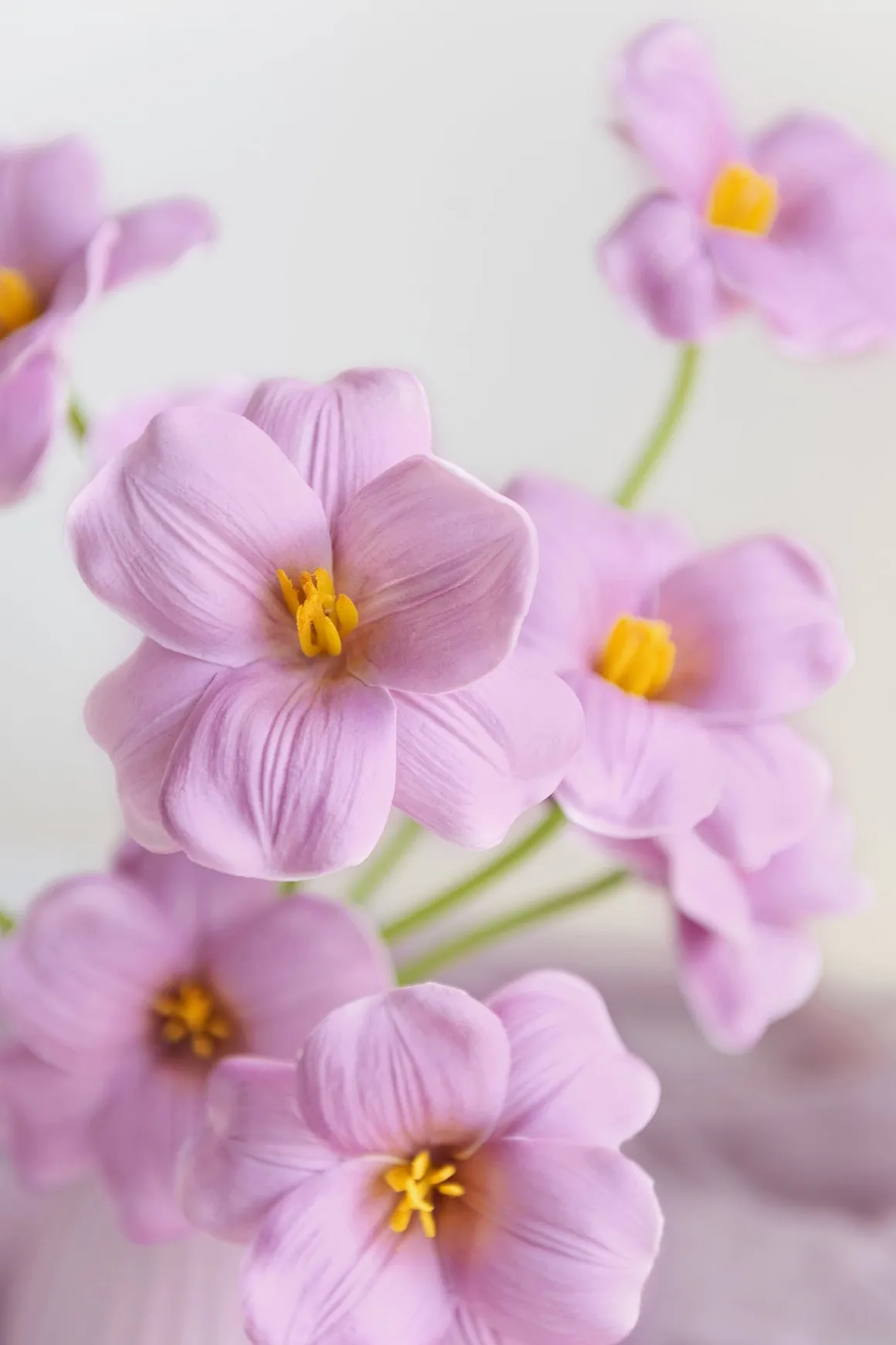 Tulips with Stem